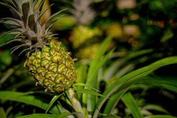 mall pineapple with a green top growing on a plant, showcasing its textured skin.
