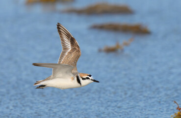 Snowy plover (Anarhynchus nivosus) flying over the ocean coast during migration, Galveston, Texas, USA.