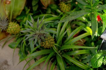 Miniature pineapples thriving on plants in a vibrant, lush green tropical setting, perfect for natural and exotic themes.