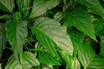 green leaves background