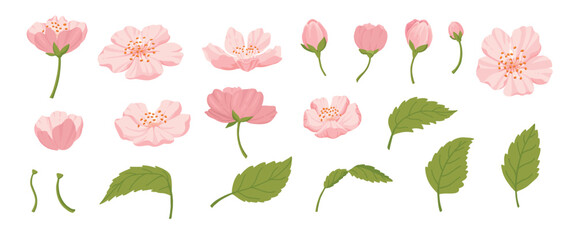 Sakura flowers and buds. Cherry spring blossom, blooming flowers and leaves, japanese blooming cherry elements flat vector illustration set. Beautiful blooming sakura on white background