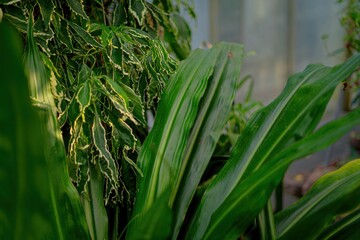 Obraz premium Tropical leaves with prominent green and yellow striations, creating a vibrant, textured natural background.