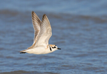 Snowy plover (Anarhynchus nivosus) flying over the ocean coast during migration, Galveston, Texas, USA.