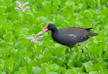 Common gallinule (Gallinula galeata) eating flower petals of water hyacinth (Pontederia [Eichhornia] crassipes), Brazos Bend State Park, Texas, USA.