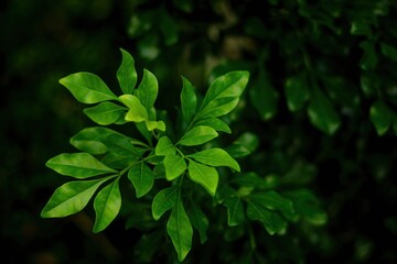 Lush green tropical leaves creating a dense, vibrant natural background, perfect for botanical or environmental themes.