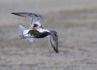 Black-bellied plover (Pluvialis squatarola) flying over the ocean beach during the spring migration, Galveston, Texas, USA.