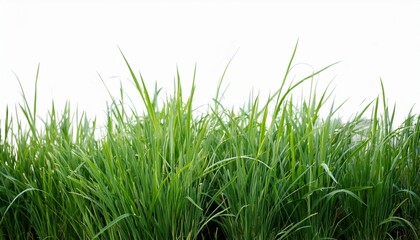 Obraz premium green grass isolated for object design