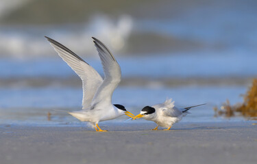 Least tern (Sternula antillarum) courtship, male feeding female with a little fish at the ocean beach at the evening, Galveston, Texas, USA.