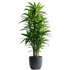 A Tall Potted Dracaena with Long Narrow Green Leaves Isolated on Transparent Background