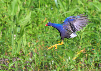 Purple gallinule (Porphyrio martinica) flying over swamp, Brazos Bend State Park, Texas, USA.