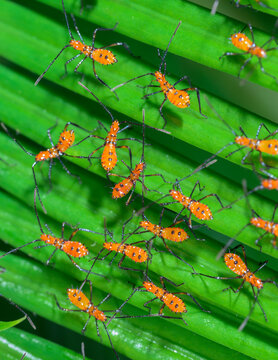 Multiple nymphs of the Eastern leaf-footed bug (Leptoglossus phyllopus) from one brood on saga palm leaf, Galveston, Texas, USA.