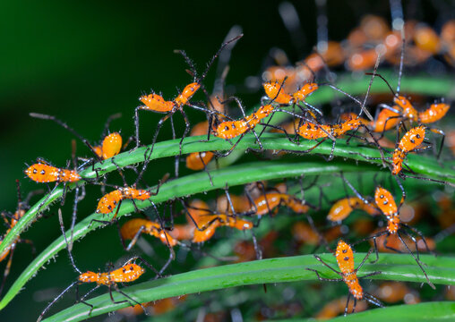 Multiple nymphs of the Eastern leaf-footed bug (Leptoglossus phyllopus) from one brood on saga palm leaf, Galveston, Texas, USA.