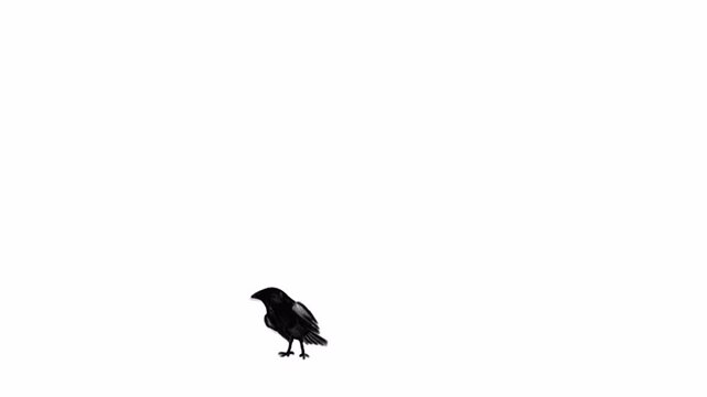 Hand drawn scribble animation of a black raven with stroke line flying and landing. Doodle bird and paint brush element isolated  on a transparent alpha channel.