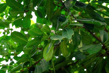 green leaves in the garden