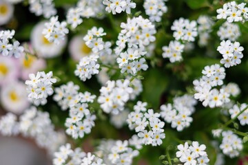white flowers on a green background
