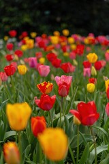 Fototapeta premium red and yellow tulips