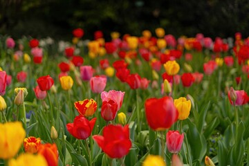Fototapeta premium red and yellow tulips