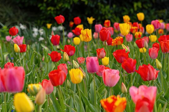 field of red tulips - Powered by Adobe