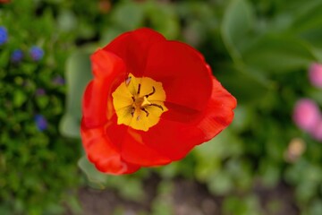 red poppy flower