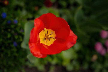 red poppy flower