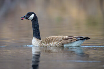 Canada Goose swimming with beak open