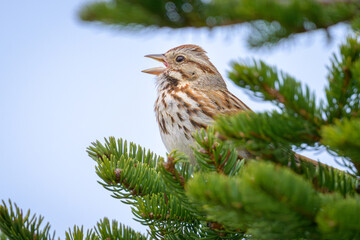 Song Sparrow bird perched in tree singing