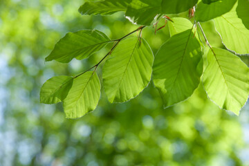 Fresh beech leaves glowing in spring sunlight with a soft forest bokeh background. Bright and vibrant nature scene