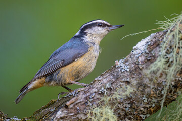 Red-breasted Nuthatch bird on tree trunk