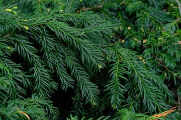 green pine needles