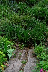 footpath in the forest