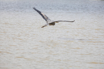 A great blue heron in Ontario on the North Sydenham River near Wallaceburg, ON.