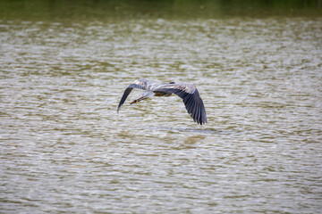 A great blue heron in Ontario on the North Sydenham River near Wallaceburg, ON.