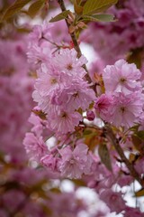 pink cherry blossom
