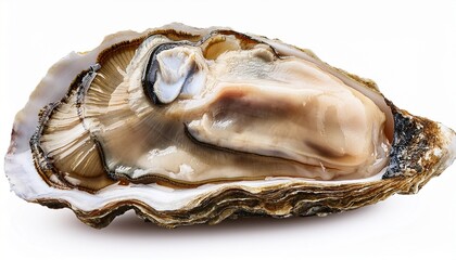 oyster isolated on white background full depth of field