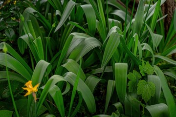 green grass and flowers