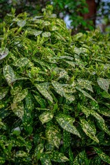 green moss on the ground