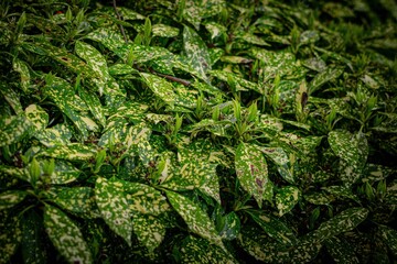 green fern leaves