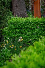 Green hedges and blooming yellow and white daffodils in a garden setting with a tree trunk in the background.