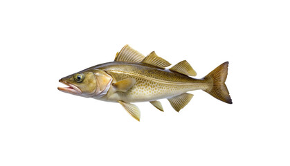 A Detailed View of a Freshly Caught Cod Fish Isolated on transparent background © MdWaliul