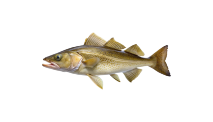 A Detailed View of a Freshly Caught Cod Fish Isolated on transparent background