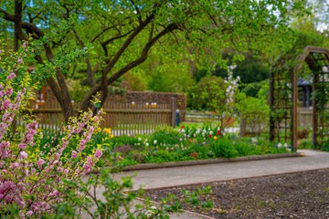 Naklejka premium Bush with many small pink double flowers (Prunus triloba) in a garden setting. Green foliage and other spring blooms are visible. Vibrant spring scene.