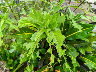 Close-up shows green leaves with noticeable damage, featuring holes and irregular eaten edges. The affected foliage is attached to branches, set against a softly blurred background of more greenery.