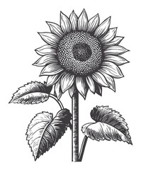 Fototapeta premium Vintage Engraving of a Single Sunflower with Leaves and Textures