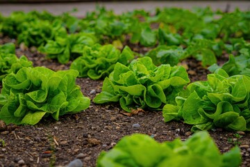 Rows of vibrant green lettuce plants growing in dark soil. A wooden plant marker is visible. Fresh and organic vegetables.