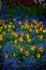 Yellow and red tulips bloom amidst a dense bed of small blue flowers. Green leaves are visible. Colorful spring garden.