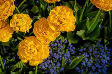 op-down view of bright yellow Double Early Tulips (Tulipa) with many ruffled petals and green...
