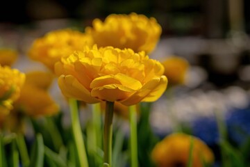 Close-up of a bright yellow Double Early Tulip (Tulipa) with many ruffled petals. Green stem and...