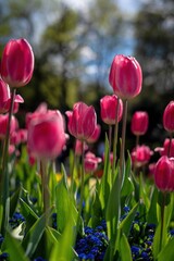 Bright pink tulips with green leaves. A layer of small blue Forget-me-nots (Myosotis) below. Blurred trees in the background. 