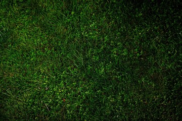 Dark green grass with small clover-like leaves mixed in. The texture is dense and somewhat uneven. 