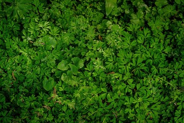 Dense patch of green foliage with delicate, fern-like leaves. Some rounder, lobed leaves are also present. Tiny reddish-pink flowers are visible among the greenery.